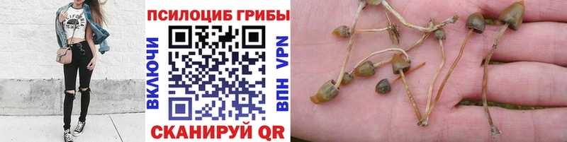 Псилоцибиновые грибы мицелий  Чёрмоз 